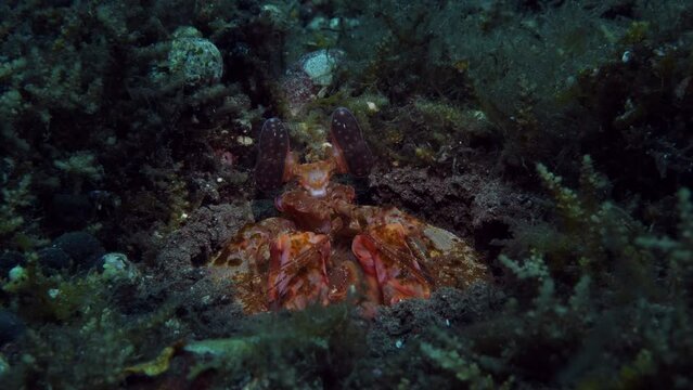 Red Mantis Shrimp - Lysiosquillina lisa living in a hole. Underwater macro life of Tulamben, Bali, Indonesia. 