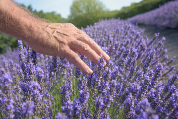 Blooming lavender and farmer's hand close up