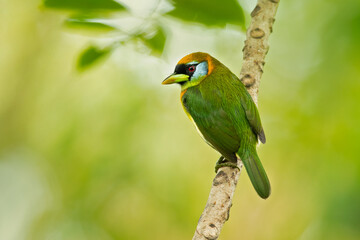 Red-headed barbet (Eubucco bourcierii) is a species of bird in the family Capitonidae, the New World barbets. It is found in Costa Rica, Panama, Venezuela, Colombia, Ecuador and Peru