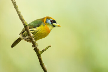 Red-headed barbet (Eubucco bourcierii) is a species of bird in the family Capitonidae, the New World barbets. It is found in Costa Rica, Panama, Venezuela, Colombia, Ecuador and Peru