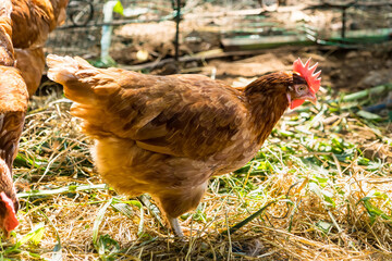 Chicken at hen house from countryside farm in thailand.