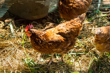 Chicken at hen house from countryside farm in thailand.