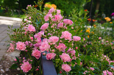 Fototapeta na wymiar small pink roses grow on the lawn, garden decoration