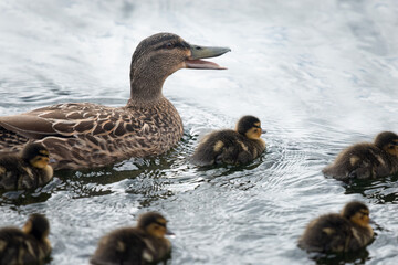 Mother duck calling her ducklings and swimming in the lake