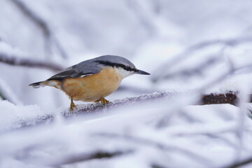 Winter scene with a nuthatch. Songbird sitting on the branch.  Sitta europaea
