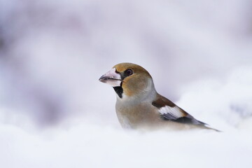 A beautiful hawfinch male sitting on the snow.  (Coccothraustes coccothraustes) Winter scene with a songbird with a big beak. 