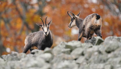 Autumn scene with a horn animal. Two chamois standing on the stone hill. Luzicke hory in Czech republic.