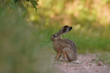 A beautiful hare sitting in the grass. Wildlife scene from nature. Lepus europaeus. Summer in the nature. 