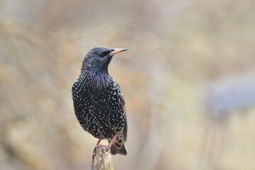 The showy or spectacular plumage of the Starling (Sturnus vulgaris) here perching on the old branch while resting . Wildlife scene from czech nature. Song bird in the nature habitat.