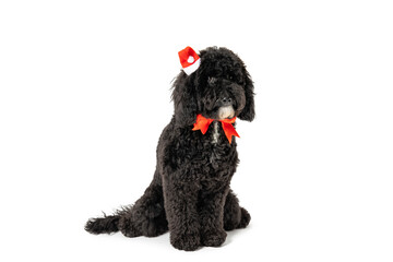 Christmas decorated dog isolated on white background
