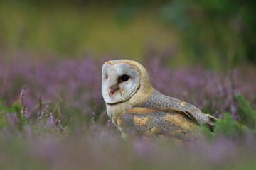 Magnificent Barn Owl sitting on the blooming meadow(Tyto alba) . Western barn owl in the nature habitat.