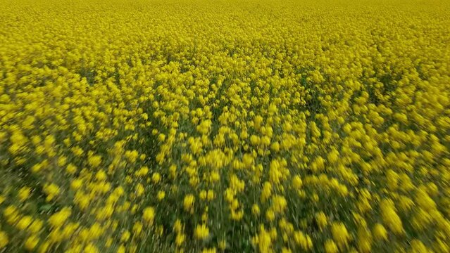 Fly by close up rapefield plantation, farm.
