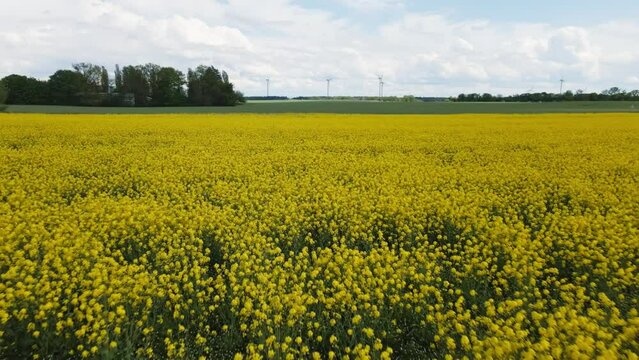 Reversing drone rapefield with wind turbines in a distance.