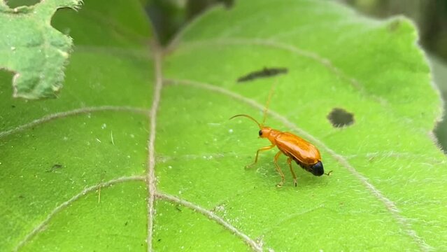 Macro detail close up of Pumpkin beetle wondering on top of green leaf crop