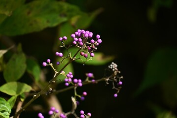 Japanese beautyberry berries. Flowers bloom in early summer and berries ripen purple in autumn.