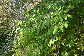 Fototapeta premium Japanese beautyberry berries. Flowers bloom in early summer and berries ripen purple in autumn.