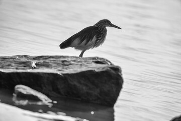 a bird standing on rocks, black and white photo - Powered by Adobe