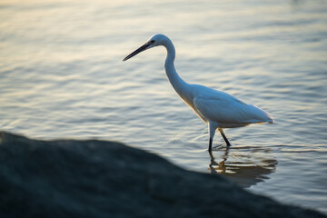 great egret standing in sunset
