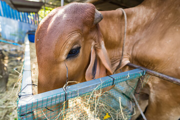 Thailand cows in cowshed on dairy farm in countryside of Thailand.
