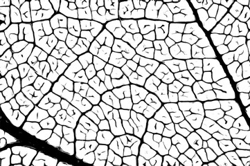 Beautiful piece of leaf with visible veins, primary and secondary veins and laminar structure in black and white colors
