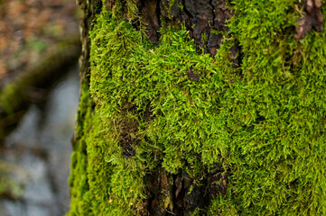 The texture of tree bark with moss.