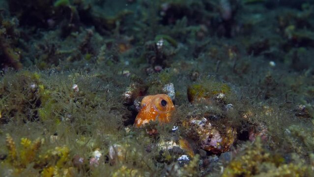 Variable Jawfish - Opistognathus variabilis living in a hole. Underwater macro world of Tulamben, Bali, Indonesia.