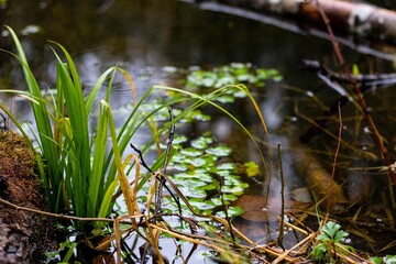 Shallow focus of green Acorus calamus plant with blur leaves floating on the water in the forest