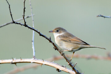 Whitethroat Sylvia communis in the wild nature