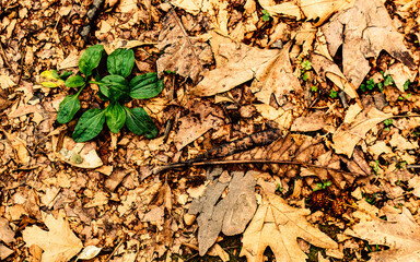 Beautiful nature's feast offered by earthy colored leaves with a green 