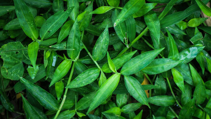 foliage. Closeup green leaves background, Overlay fresh leaf pattern, Natural foliage textured and background