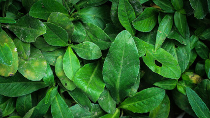foliage. Closeup green leaves background, Overlay fresh leaf pattern, Natural foliage textured and background