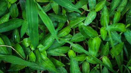 foliage. Closeup green leaves background, Overlay fresh leaf pattern, Natural foliage textured and background