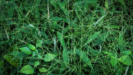 foliage. Closeup green leaves background, Overlay fresh leaf pattern, Natural foliage textured and background