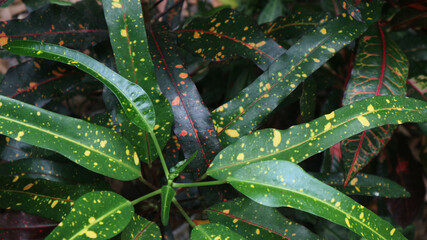 foliage. Closeup green leaves background, Overlay fresh leaf pattern, Natural foliage textured and background