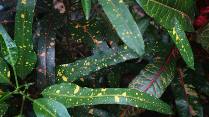 foliage. Closeup green leaves background, Overlay fresh leaf pattern, Natural foliage textured and background
