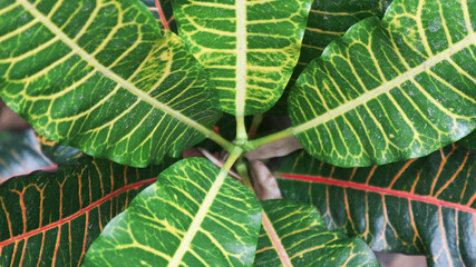 foliage. Closeup green leaves background, Overlay fresh leaf pattern, Natural foliage textured and background