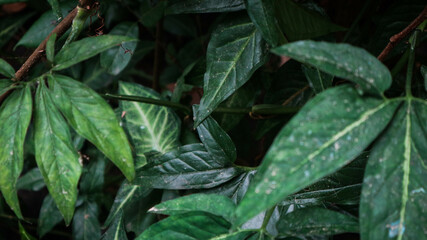 foliage. Closeup green leaves background, Overlay fresh leaf pattern, Natural foliage textured and background
