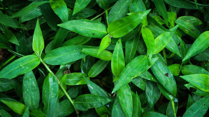 foliage. Closeup green leaves background, Overlay fresh leaf pattern, Natural foliage textured and background