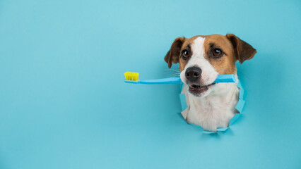 The muzzle of a Jack Russell Terrier sticks out through a hole in a paper blue background and holds...