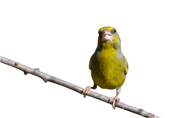 Isolated bird. White background. Bird: European Greenfinch. (Chloris chloris).