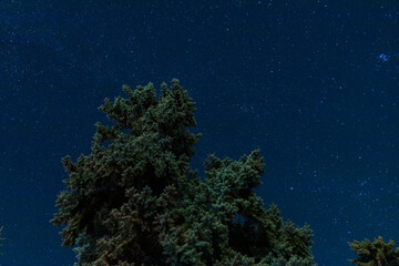 Fototapeta na wymiar Silhouette of the night forest against the background of the starry sky. background image. Christmas trees against a starry sky. beautiful night scenery