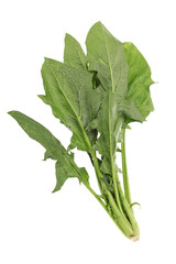 Spinach on white background