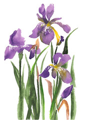 Vector image of the watercolor of the irises, fleur-de-lis flowers isolated on the white background.