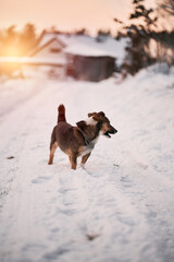 Stray dog in the winter park. Lovely pet portrait with snow.