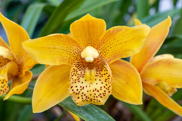 Closeup view of colorful yellow orange and brown flower of cymbidium hybrid aka boat orchid blooming in garden outdoors - obrazy, fototapety, plakaty