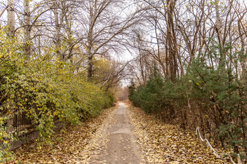 Fototapeta na wymiar forest path autumn winter environment