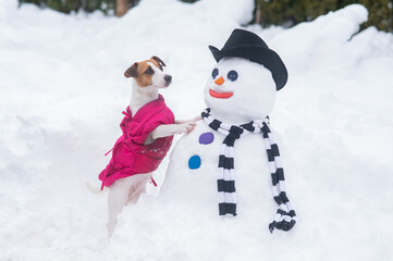 Jack Russell Terrier dog making a snowman. Winter fun.