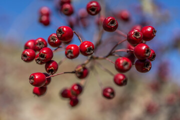 Red hawthorn berries in autumn background, branch with hawthorn fruit. Selective focus.