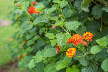 Orange flowers from a bush with green leaves, in a park, outdoors, on an autumn afternoon. Tenerife, Canary Islands Spain.