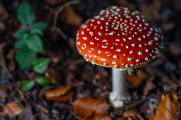 Fly agaric or fly amanita, autumn forest background. Toxic and hallucinogen mushroom. Macro close up.